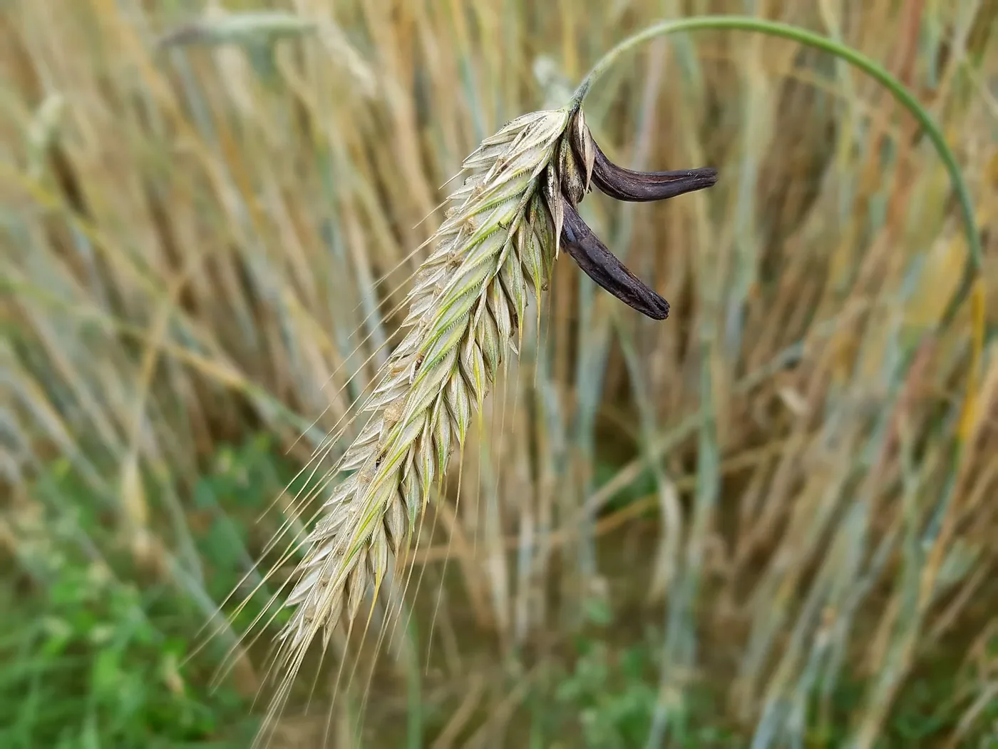 Claviceps purpurea