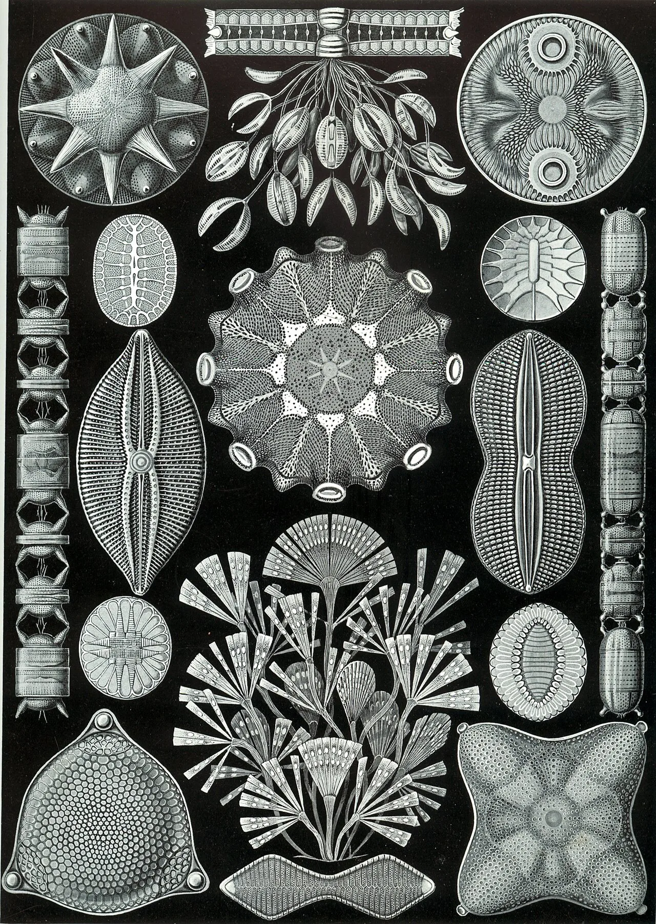 Диатомеи на таблице Эрнста Геккеля (1904)