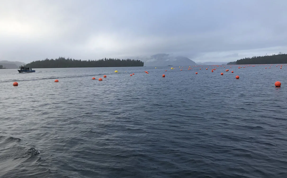 Морская ферма бурых водорослей на Аляске